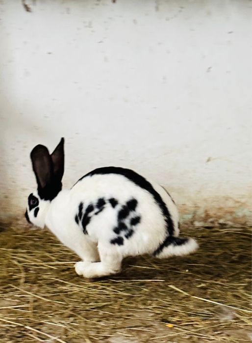 Iepuri fluture german