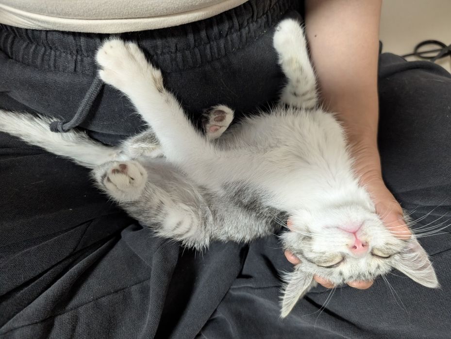 Ласковый умный котик