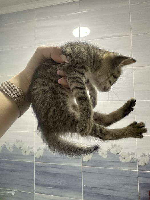 Котята бесплатно