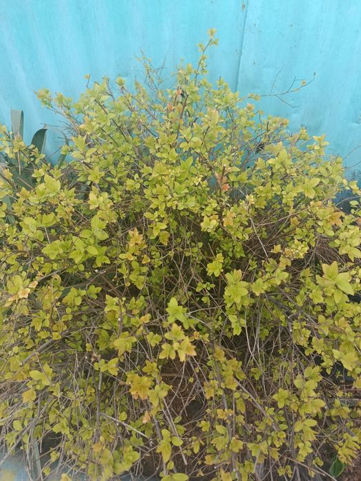 Кустарники разные