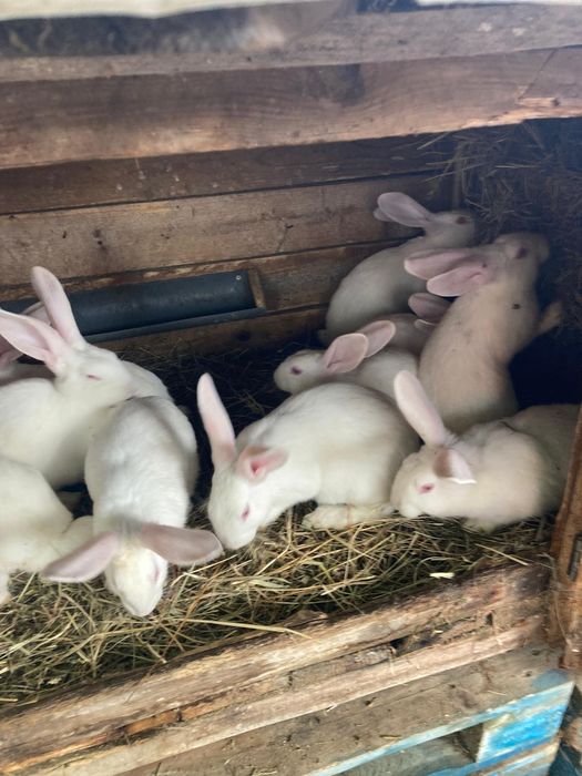 Hycole francez tineret