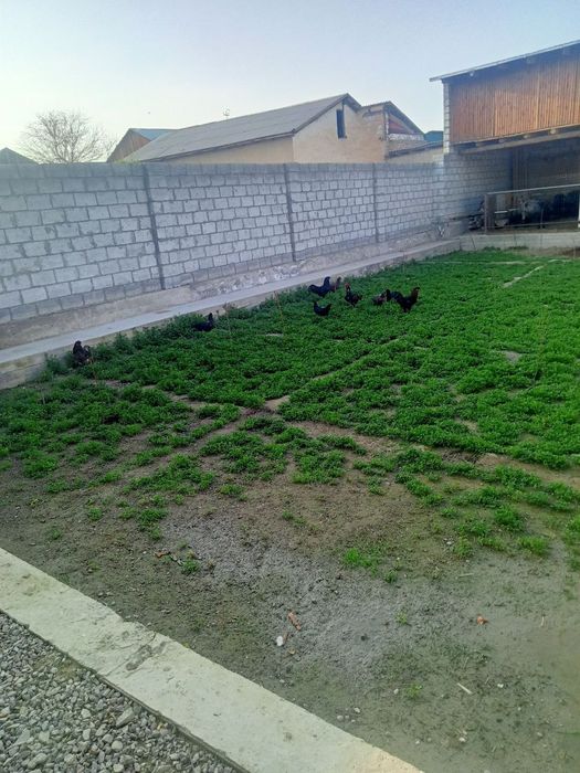 Эски шахар, Чехова кучадан, 6 сотихли ховли сотилади.