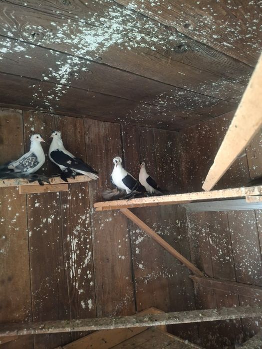 Vand porumbei voltati indieni