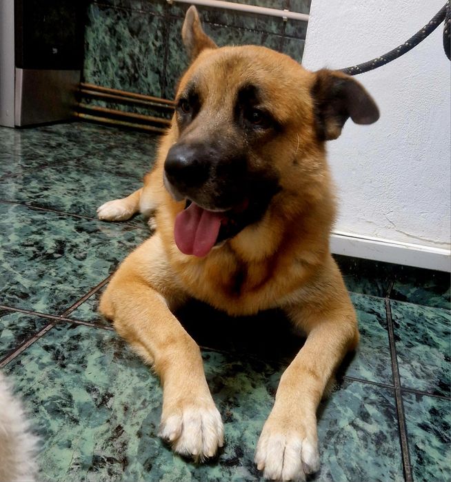 Ciobanesc German Mascul