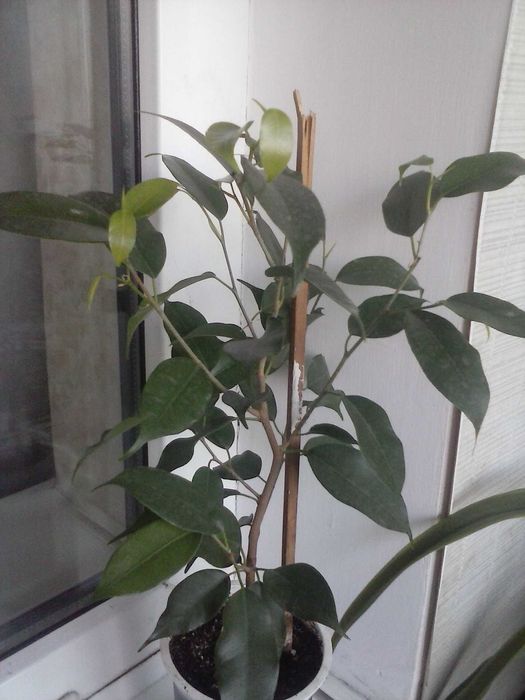 Фикус Бенджамина