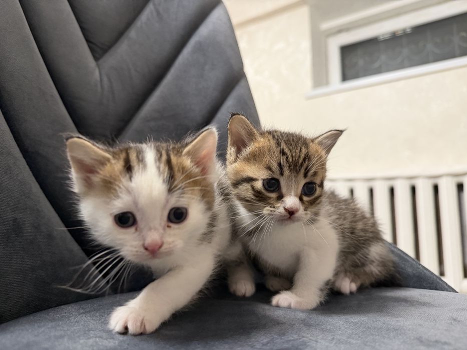 Котята 1,5 месяц