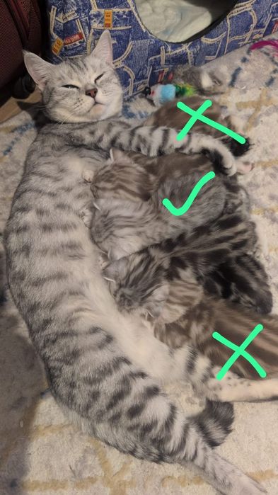 Британские котята