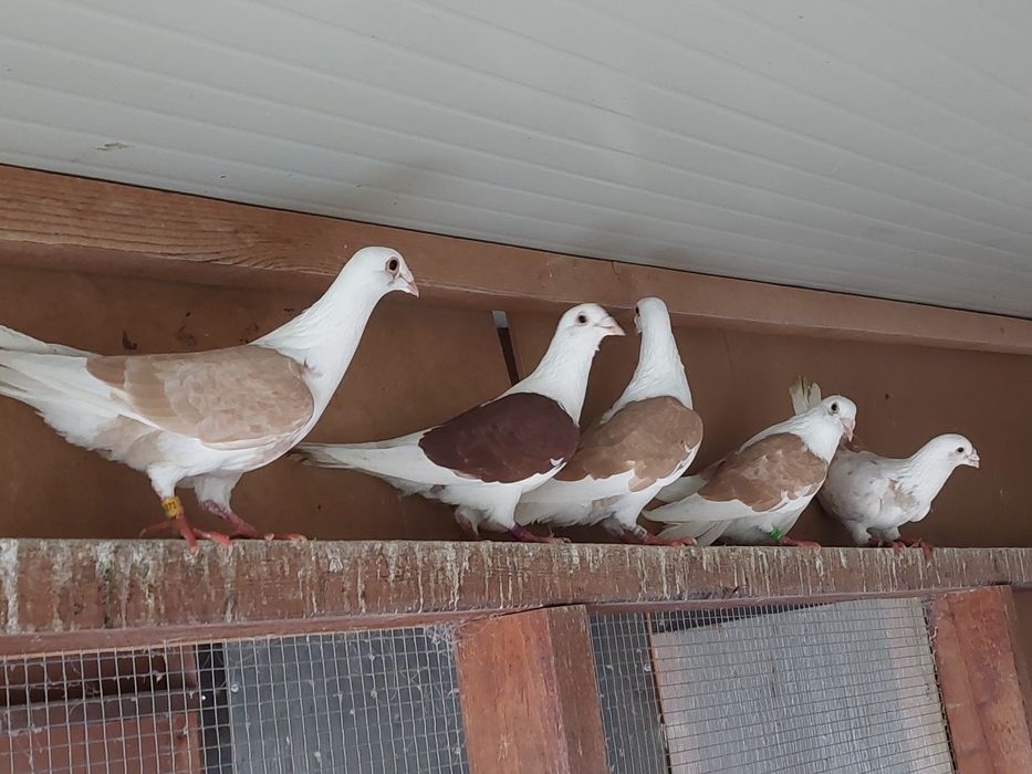 Porumbei  voiajori  colorați și  găini