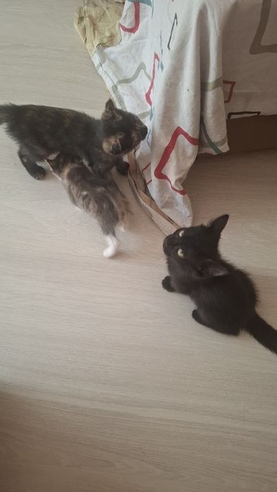 Отдам двухмесячных котят,  чёрного котёнка и кошечку