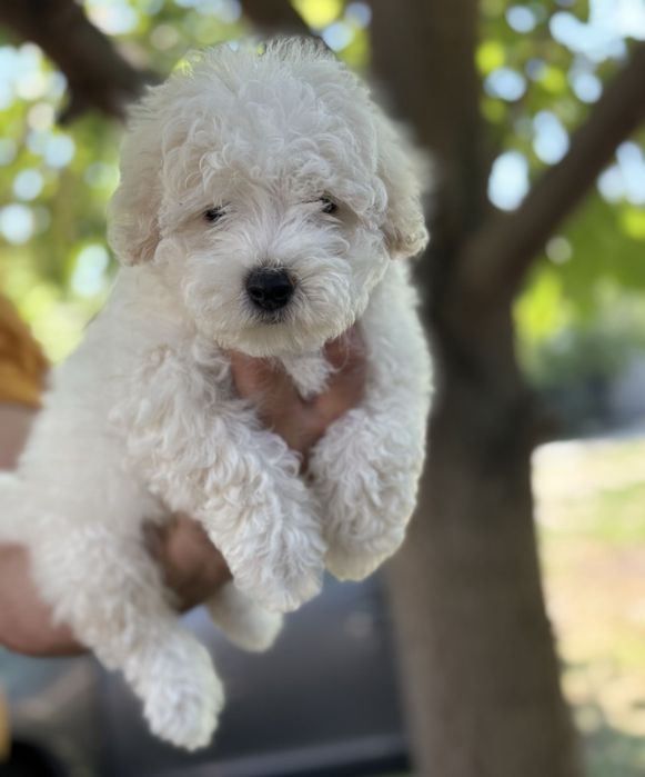 Barboncino caniche disponibil imediat