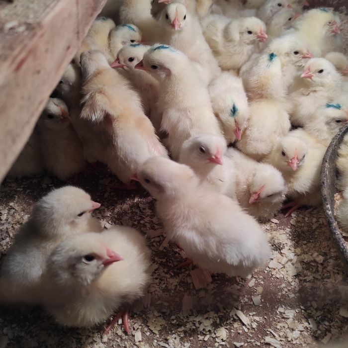 Суточные цыплята белая несушка