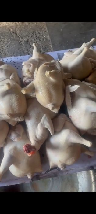 Тушка домашний курицы