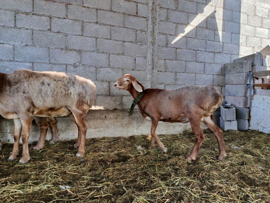 Арашан кошкар 250 мың