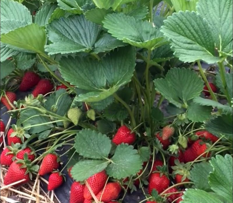 Рассада клубники сорт Мурана