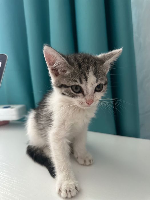 Котик ищет родителей