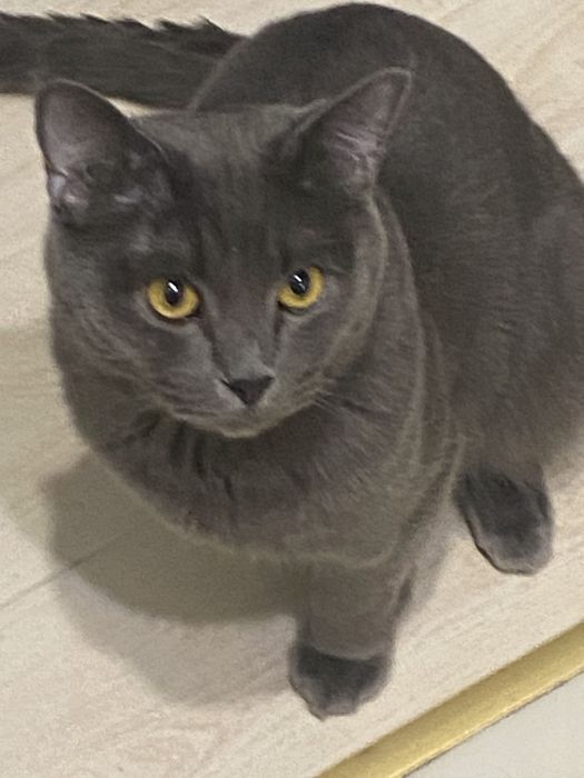 отдам кота в добрые руки