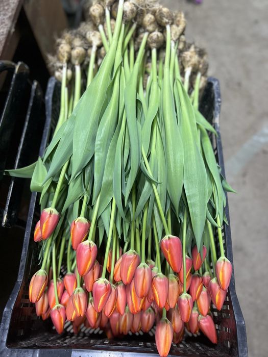 Тюльпаны оптом к 8 марта