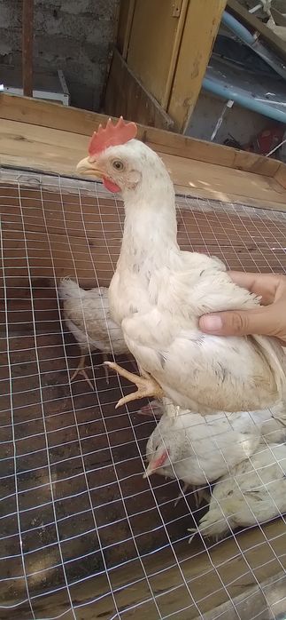 Loman sendi jojalar sotiladi 2oylik 2ta3ta tovuq qogani xoroz soni20ta