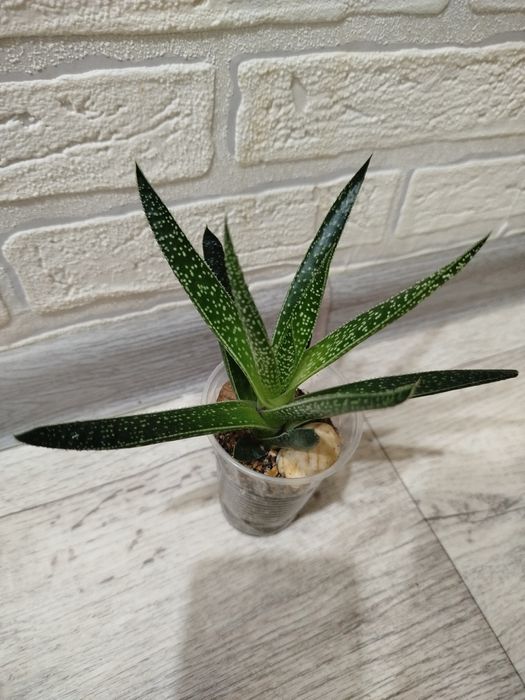 Продам суккуленты разных видов