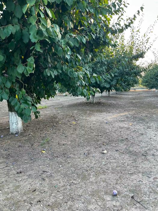 Prune compot/tuica
