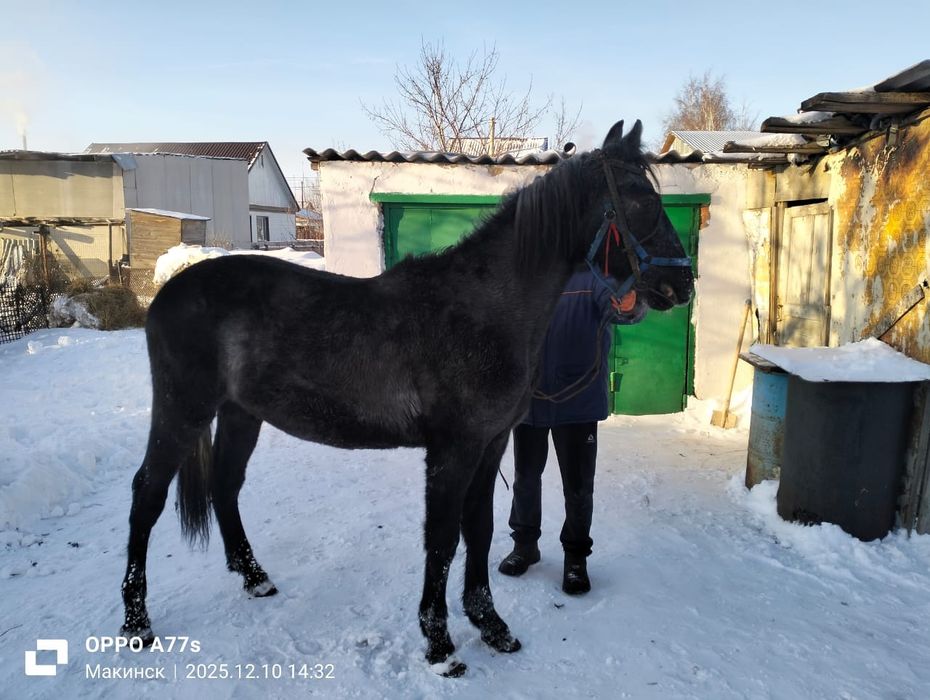Продам Орловского жеребчика