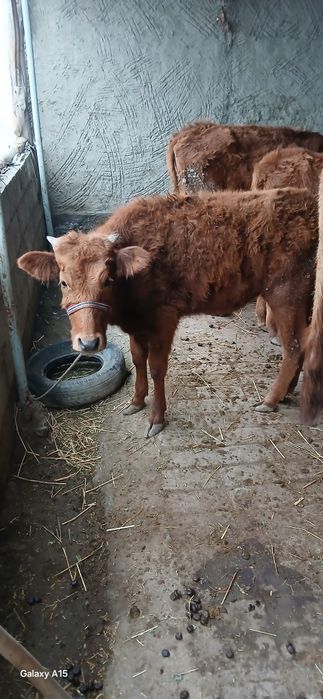 Гуножинча 9 ойлик