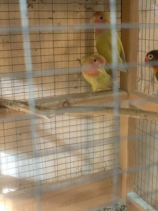 Попугайчики неразлучники молодые продаются