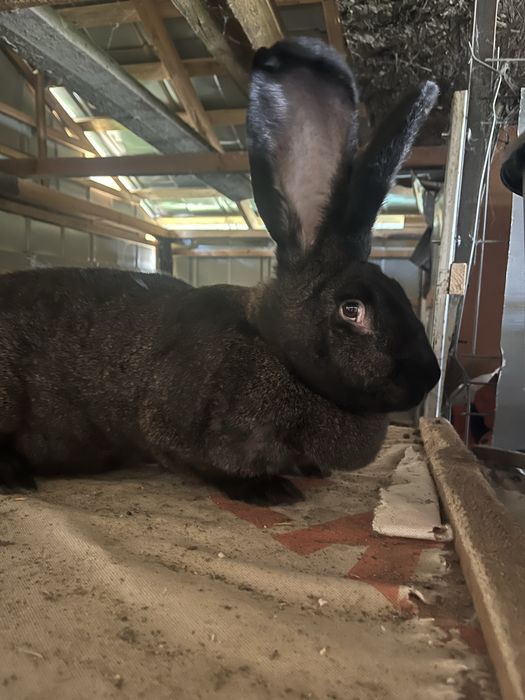 Vand urias german