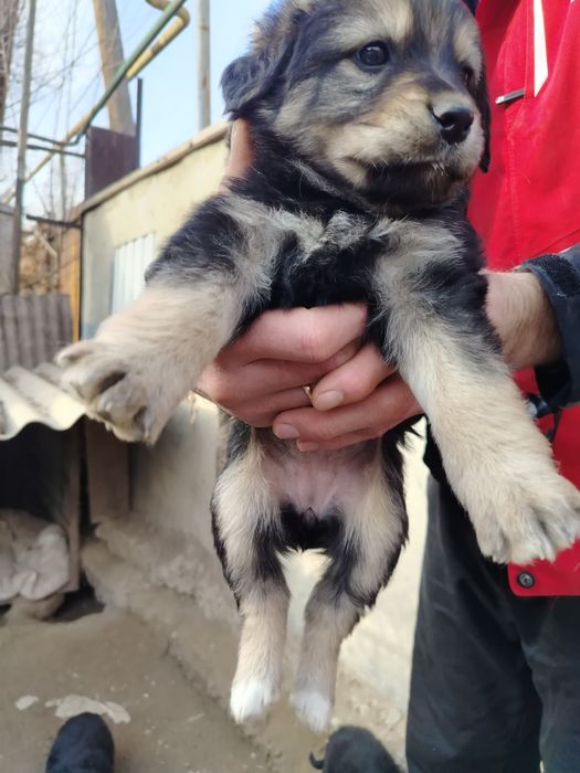 Отдам щенков в добрые руки