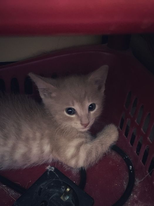 Отдам котят бесплатно