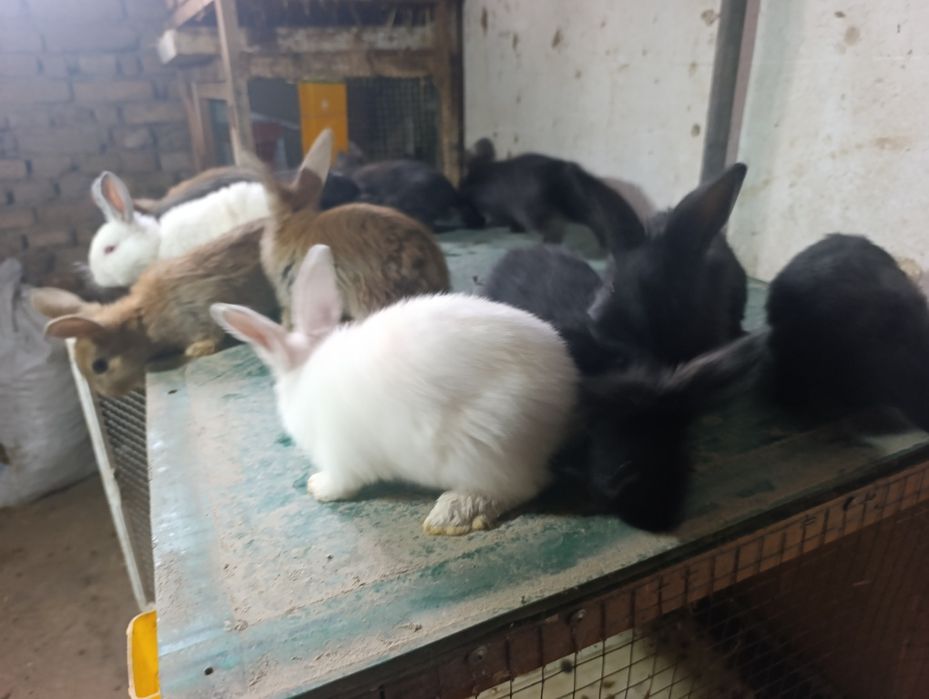 Quyonchala 45 kunli soni 12 ta.