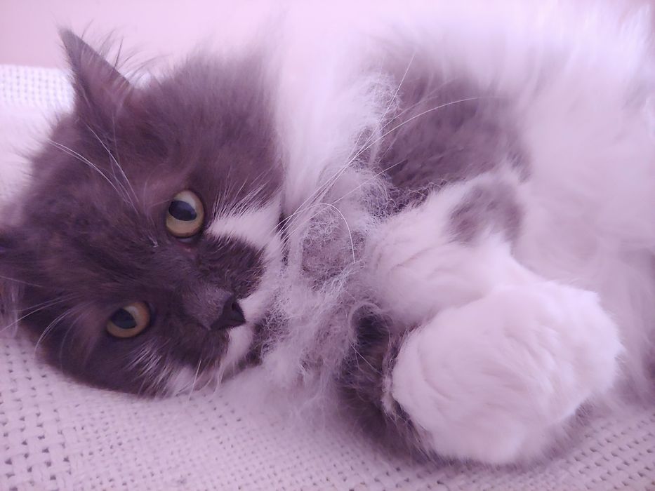 Подарявам котка