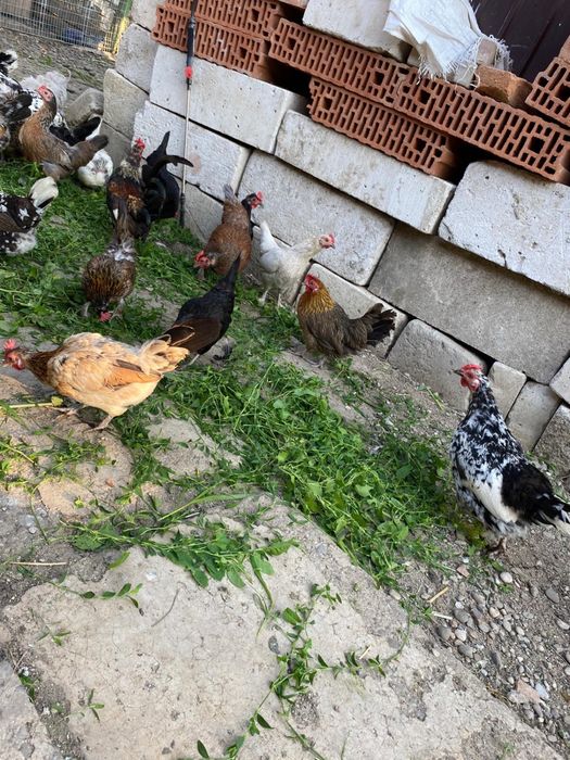 Vând găinușe și cocoși pitici!