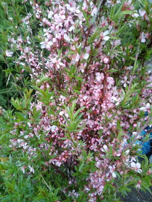 Миндаль и кизил , барбарис