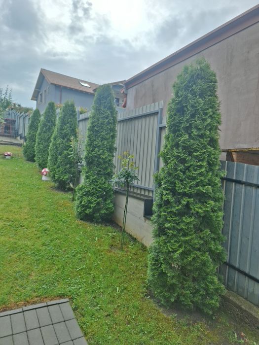 Vând tuia Smaragd 230-250 cm pentru toamnă