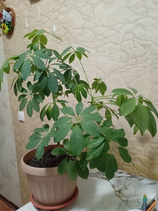 Комнатные растения