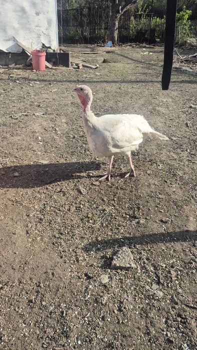 Индейка белая ставропольская