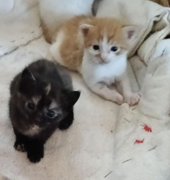 Ofer 2 pisicuțe spre adopție
