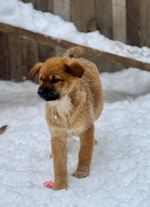 Отдам щенка в добрые руки