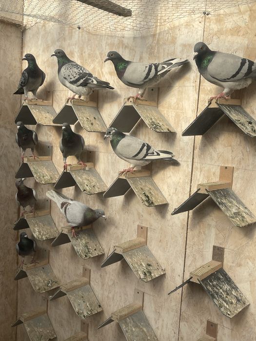 Porumbei de vanzare.