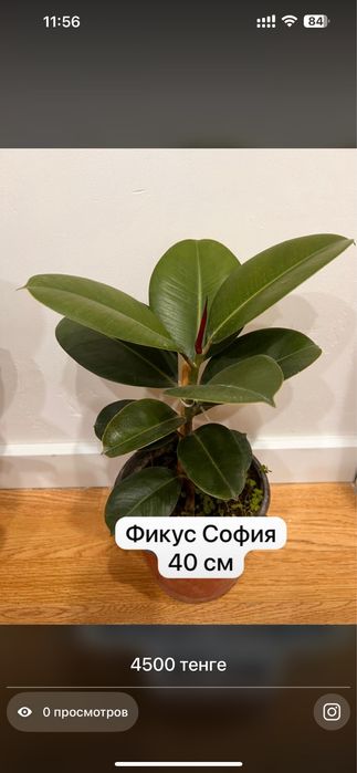 Комнатные растения хочу продать ………………………………………………………………………………………………..