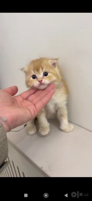 Золотой шиншилла