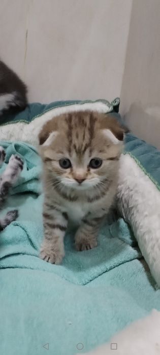 Котята, шотландцы вислоухие