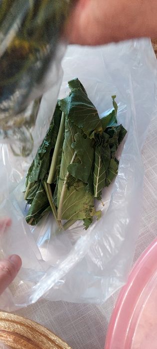 Отдам даром зелень для засолки