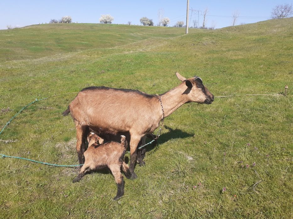 Capre alpin francez metis