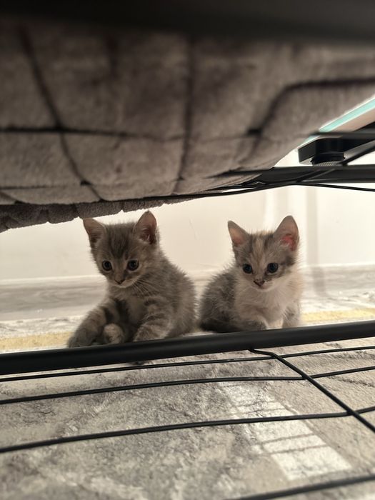 котенок 1.5 месяца