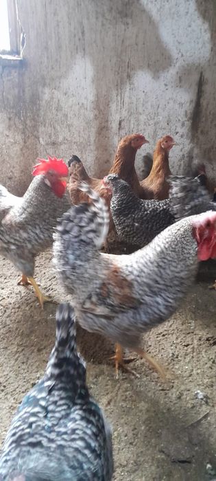 Продам инкубационные яйца