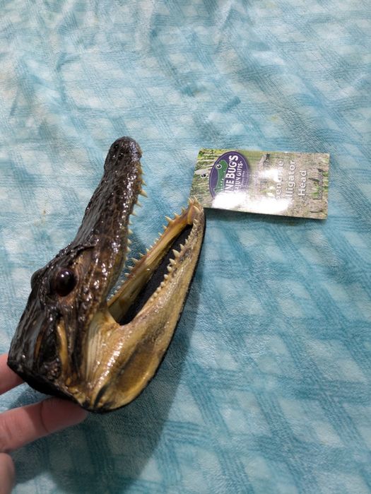 Cap de aligator trofeu