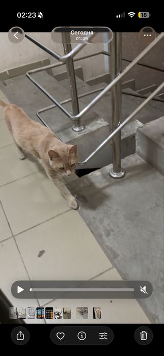 Отдадим даром кота