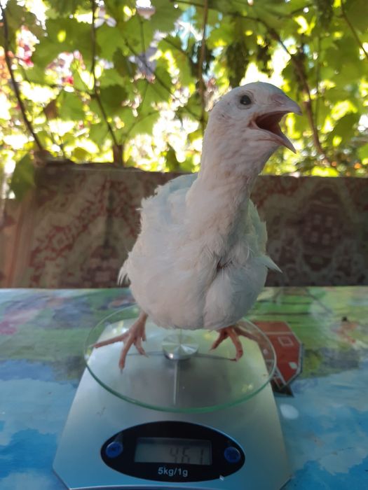 Vand oua de prepelita Braila